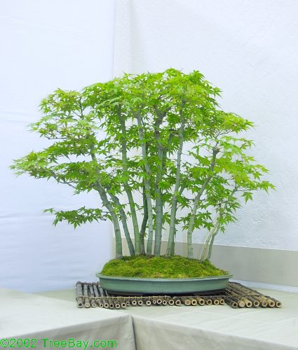 sm_20020421Kusamura 007_adj.jpg